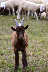 young goat with small horns starting to grow from its head standing among a flock of sheep in a field