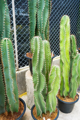 Cactus Variety in pots Display.