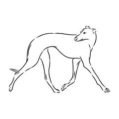 Spanish galgo, Greyhound black and white dog