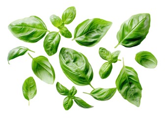 Fototapeta premium Fresh herbs green basil leaves isolated on white background