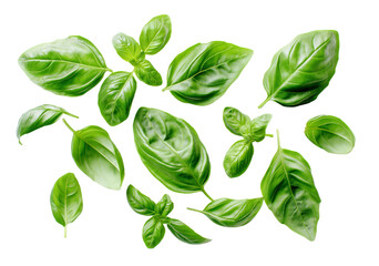 Fototapeta premium Fresh herbs green basil leaves isolated on white background