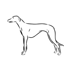 Spanish galgo, Greyhound black and white dog