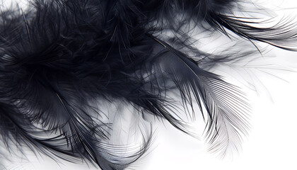 Fototapeta premium Beautiful abstract black feathers on white background and soft white feather texture on white texture pattern, dark theme wallpaper, gray feather background, gray banners