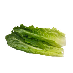 green lettuce isolated on white background
