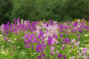 Obraz premium landscape, field of purple bells on forest edge close up