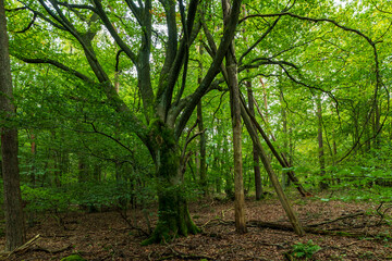 Fototapeta premium old beech tree in the forest