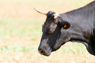 ganado bobino  pastando en el campo en Campos mallorca 
