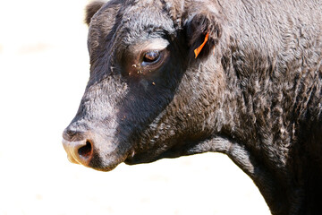 Fototapeta premium ganado bobino pastando en el campo en Campos mallorca 