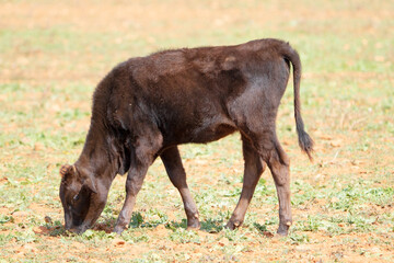 Fototapeta premium ganado bobino pastando en el campo en Campos mallorca 