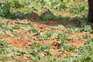 colorin entre cardo en campo mallorquin