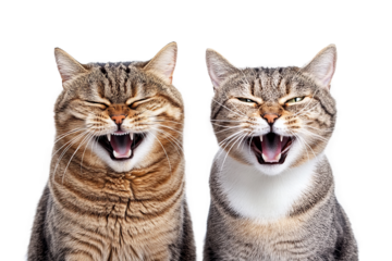 Two playful cats making joyful expressions against a white backdrop, showcasing their cheerful personalities with big smiles