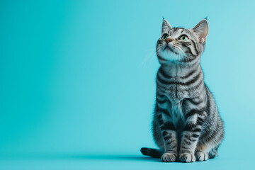 Obraz premium Gray and White Striped Cat Sitting on Blue Background Studio Shot with Cute Feline Portrait and Pet Photography