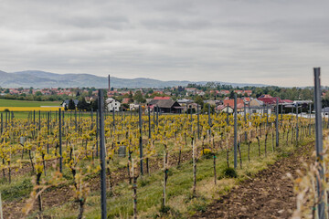 Plantacja winorośli. Winnica. Winnica w okresie przymrozków. Winnica z piecykami ogrzewającymi...