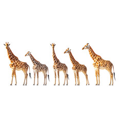 Obraz premium Giraffe Family Isolated On a Transparent Background
