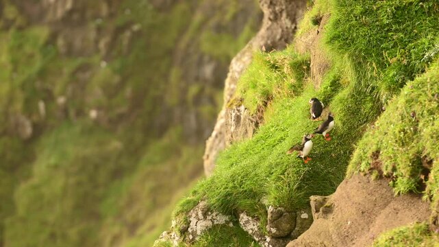 Puffins on Mykines island in sunset light, Faroe Islands