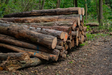 freshly cut logs stacked along the edge of the forest, autumn Czech Republic