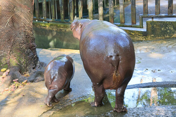 Backs of Mother and Nearly 3 Months Old Baby Pygmy Hippos Being Together in the Zoo