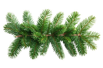 Pine tree branche Fir twigs with green needles on white background. Winter holiday evergreen