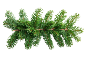 Pine tree branche Fir twigs with green needles on white background. Winter holiday evergreen