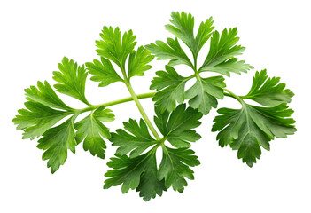 parsley leaves png