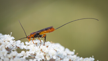 Parasitoid wasp - Glyptomorpha pectoralis