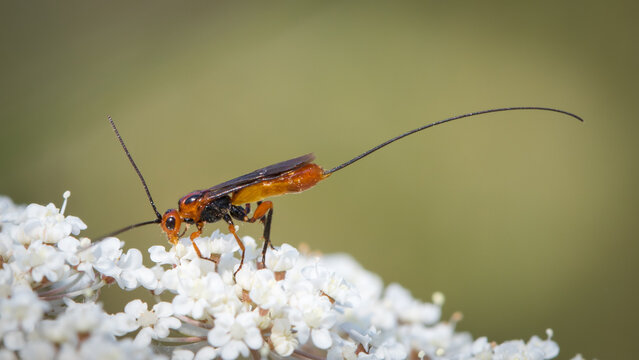Parasitoid wasp - Glyptomorpha pectoralis