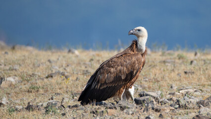 Fototapeta premium Griffon vultire - Gyps fulvus