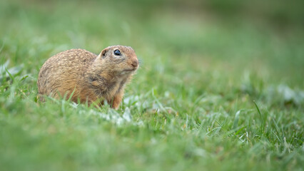 Fototapeta premium European ground squirrel - Spermophilus citellus