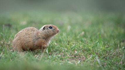 European ground squirrel - Spermophilus citellus