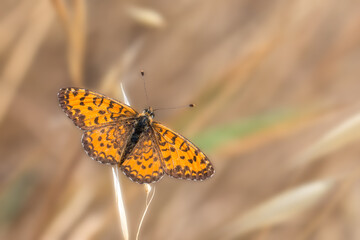 Lesser spotted fritillary - Melitaea trivia