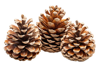 pine cones png