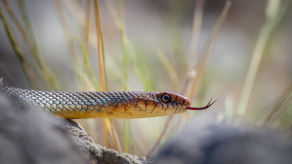 Large whipsnake - Dolichophis caspius