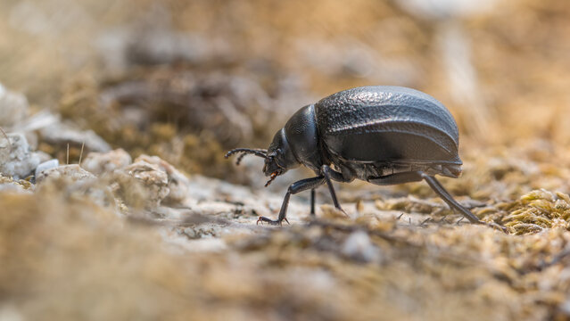 Darkling beetle - Pimelia subglobosa