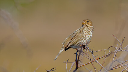 Fototapeta premium Corn bunting - Emberiza calandra