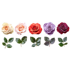 Naklejka premium Colorful Roses with Leaves Isolated On a Transparent Background
