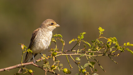 Red-backed shrike - Lanius collurio
