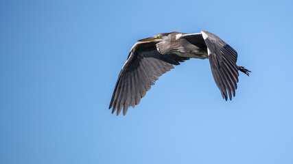 Grey heron - Ardea cinerea