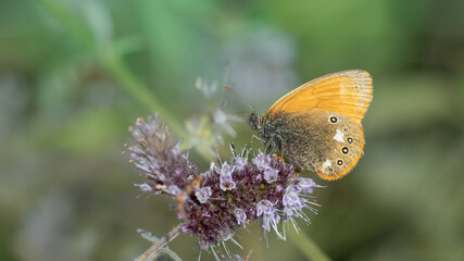 Chestnut Heath - Coenonympha glycerion