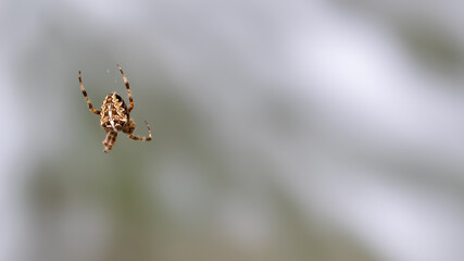 Araneus diadematus