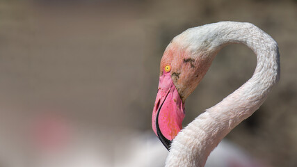 Greater flamingo portrait - Phoenicopterus roseus