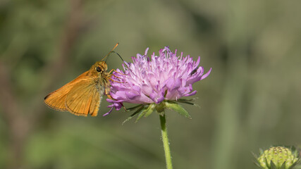 Large skipper - Ochlode sylvanus