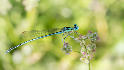 Blue featherleg - Platycnemis pennipes