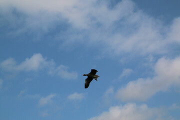 A view of a Greylag Goose at Slimbridge Nature Reserve