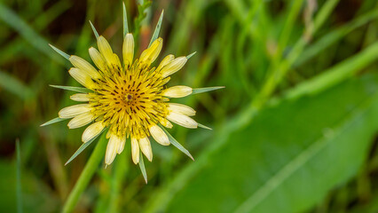 Western goat's-beard - Tragopogon dubius