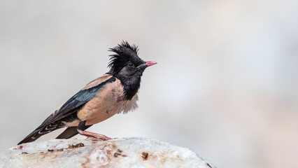 Rosy starling - Pastor roseus