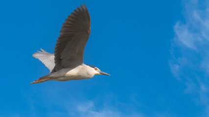 Obraz premium Night heron - Nycticorax nycticorax