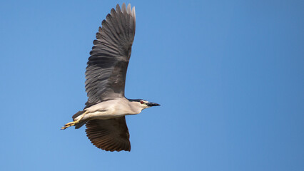 Night heron - Nycticorax nycticorax