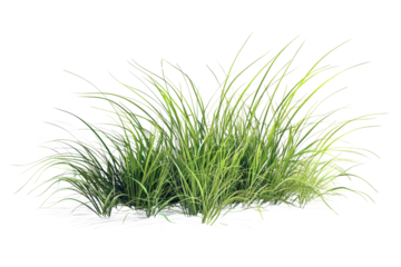 Lush green grass clump, vibrant and fresh, ideal for landscaping or gardening ideas.