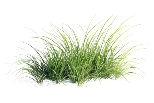 Lush green grass clump, vibrant and fresh, ideal for landscaping or gardening ideas.
