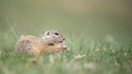European ground squirrel - Spermophilus citellus